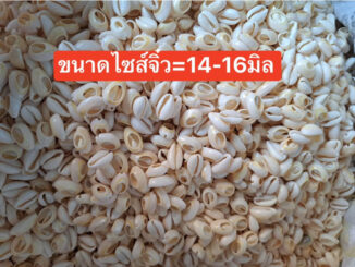 ลูกปัดแฟนซีหอยเบี้ยเกรดAราคาครึ่งโล500กรัม