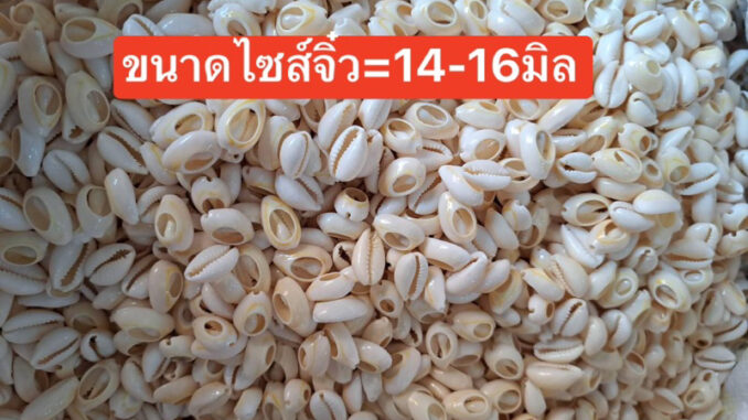 ลูกปัดแฟนซีหอยเบี้ยเกรดAราคาครึ่งโล500กรัม