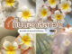 กิ้บดอกลีลาวดี1คู่2ชิ้น