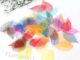 flgo* 50 Pcs Mixed Color Natural Skeleton Leaves Pressed Flower for Jewelry Making