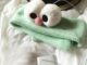 Mint Green Sesame Street ที่คาดผมตาโตน่ารักเกาหลี Velcro Washing Headband