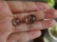 ไหมทอง % ลูกปัดไหมทอง 10-12มิล Rutile Quartzแท้