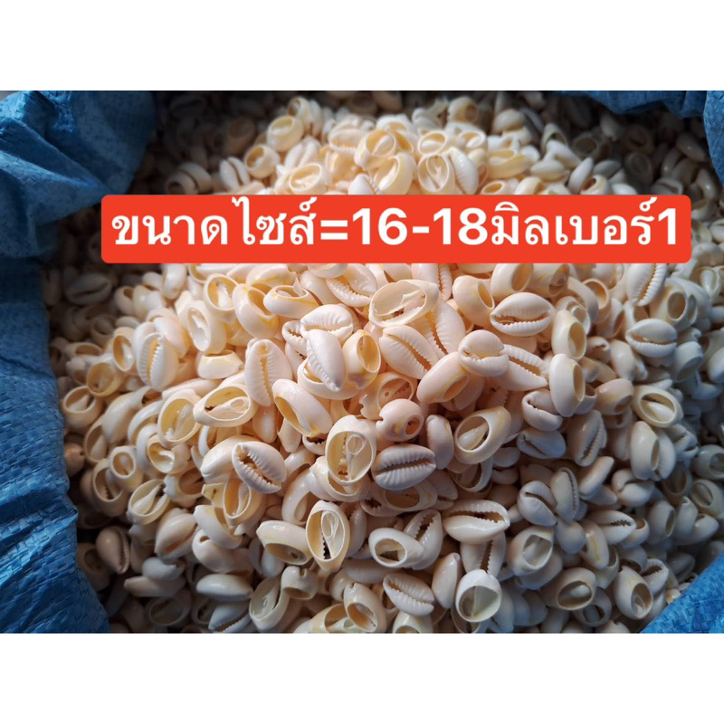 ลูกปัดแฟนซีหอยเบี้ยเกรดAราคาครึ่งโล500กรัม