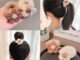 ยางรัดผม ผ้าโพกศีรษะ ผ้ากํามะหยี่ขนนิ่ม ลายดอกไม้ ขนาดเล็ก สไตล์ฤดูใบไม้ร่วง ฤดูหนาว เรียบง่าย