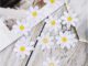 แผ่นแพทช์ ปักลายดอกไม้ สีขาว DIY สําหรับตกแต่งเสื้อผ้า 10 ชิ้น