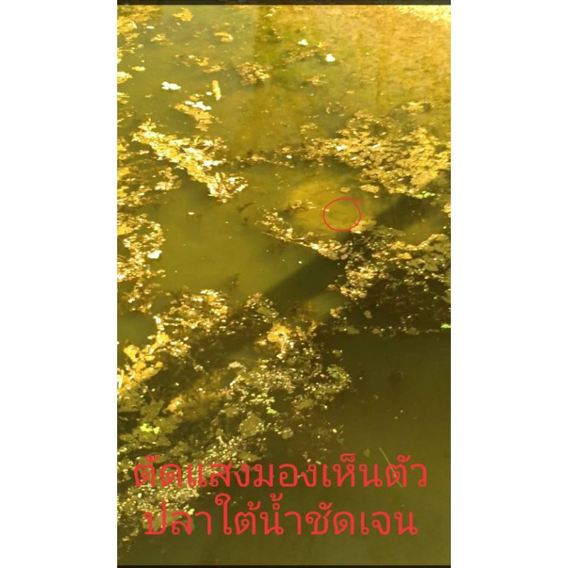 แว่นยิงปลาเลนส์ตัดแสง มองเห็นปลาชัดมาก