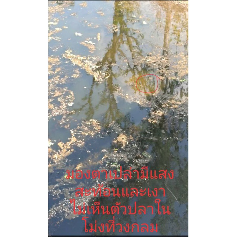 แว่นยิงปลาเลนส์ตัดแสง มองเห็นปลาชัดมาก