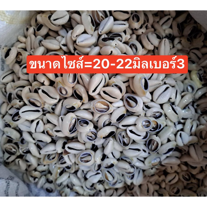 ลูกปัดแฟนซีหอยเบี้ยเกรดAราคาครึ่งโล500กรัม