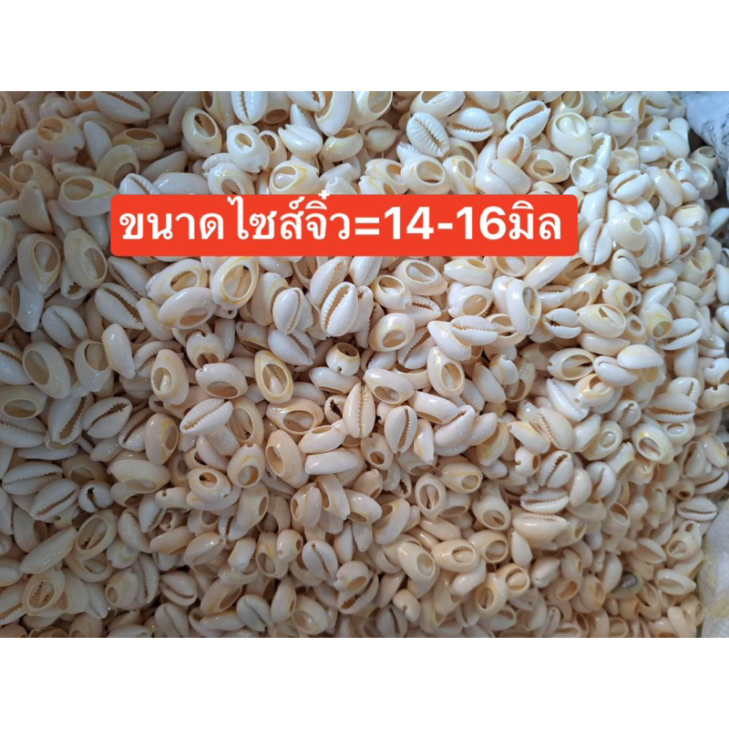 ลูกปัดแฟนซีหอยเบี้ยเกรดAราคาครึ่งโล500กรัม