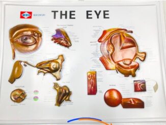 แผ่นภาพ โครงสร้างตา THE EYE