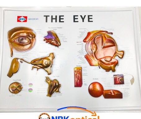 แผ่นภาพ โครงสร้างตา THE EYE