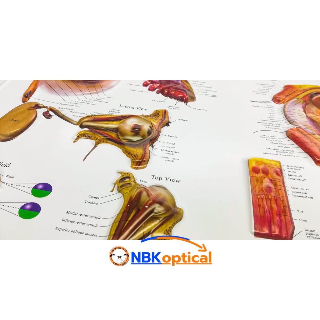 แผ่นภาพ โครงสร้างตา THE EYE