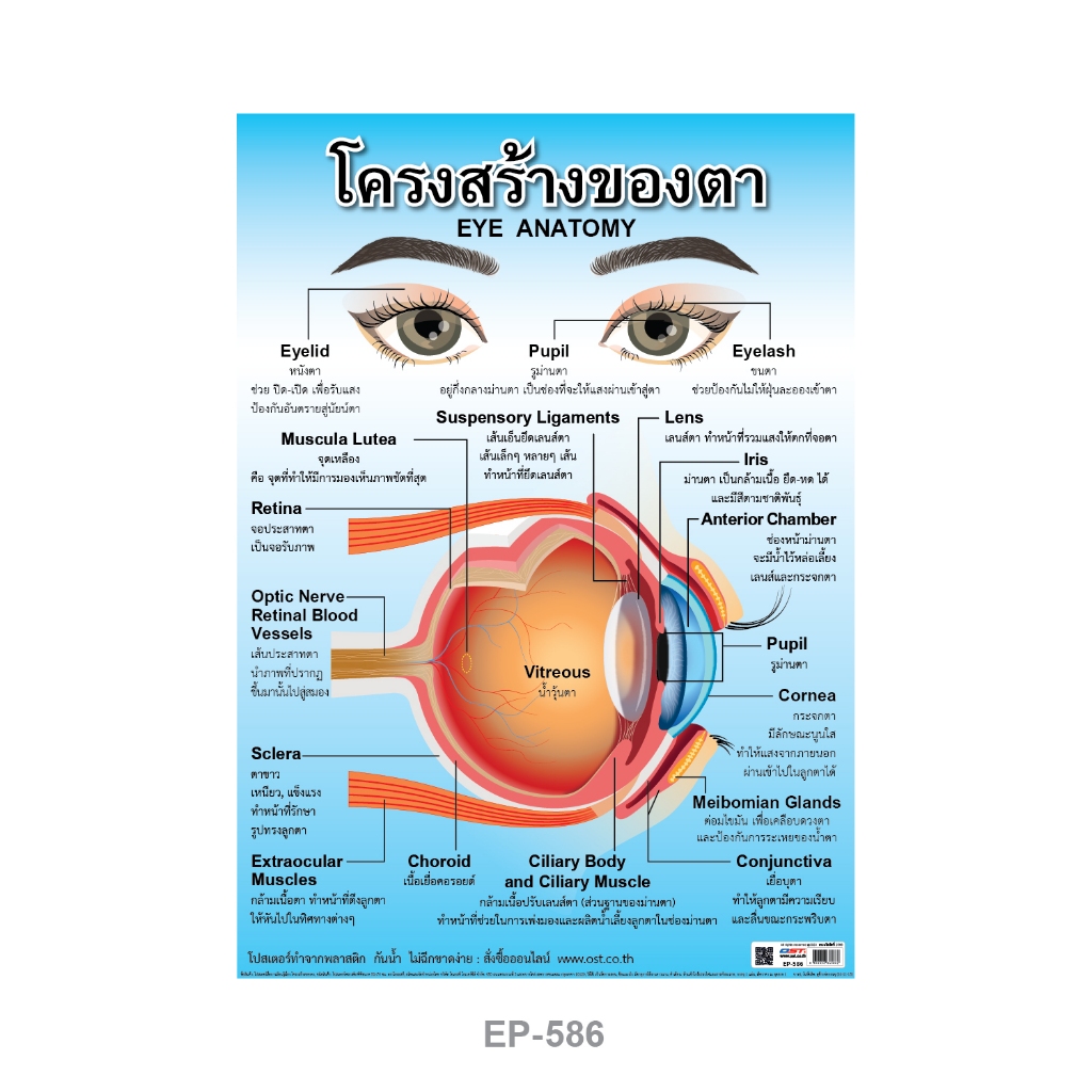 โปสเตอร์ความรู้ โครงสร้างของตา พลาสติก EP-586