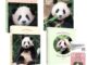 [Korean Edition] Baby Panda Fubao สมุดภาพ โดยสวนสัตว์เอเวอร์แลนด์ (Fu bao )