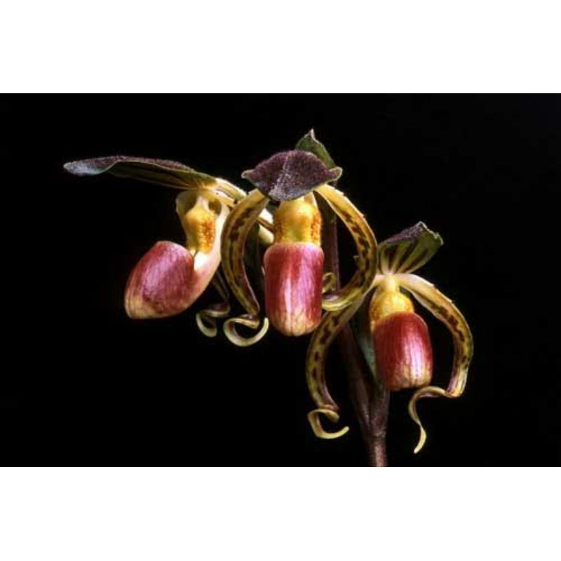 Paph.gigantifolium × Paph.Stonei