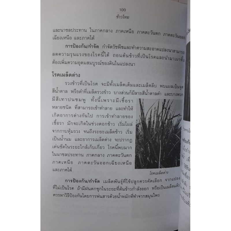 หนังสือการเกษตร ข้าวไทย