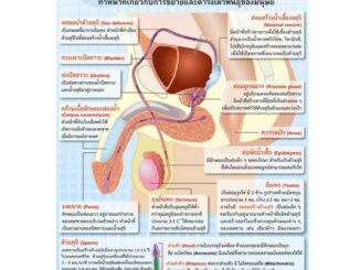 โปสเตอร์เรื่องระบบสืบพันธุ์เพศชาย #EP-217 โปสเตอร์พลาสติก โปสเตอร์สื่อการเรียนรู้