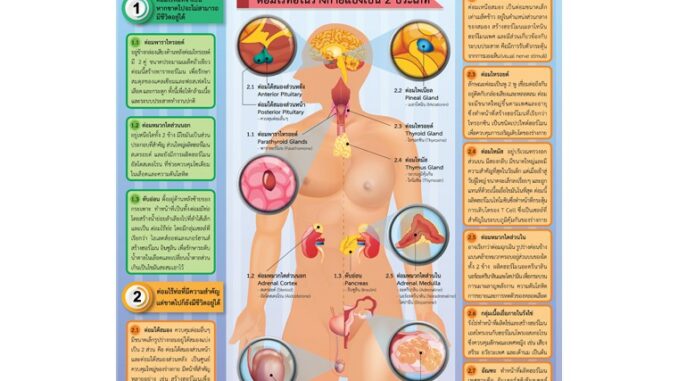 โปสเตอร์กระดาษ#EQ-532/ต่อมไร้ท่อ