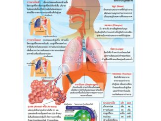 โปสเตอร์เรื่องระบบการหายใจ #EQ-239 โปสเตอร์กระดาษ โปสเตอร์สื่อการเรียนการสอน