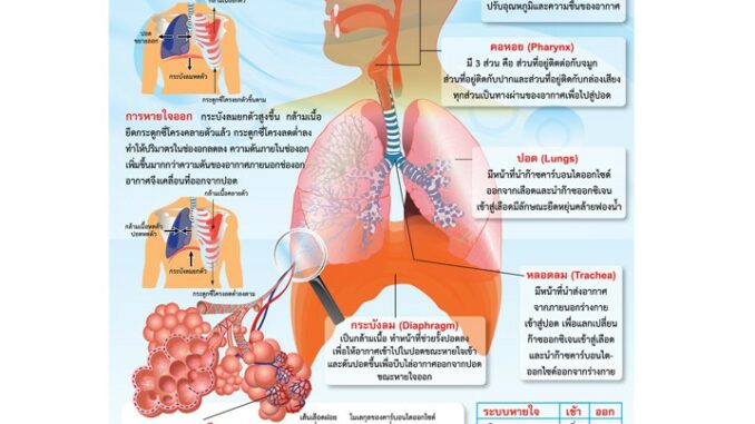 โปสเตอร์เรื่องระบบการหายใจ #EQ-239 โปสเตอร์กระดาษ โปสเตอร์สื่อการเรียนการสอน