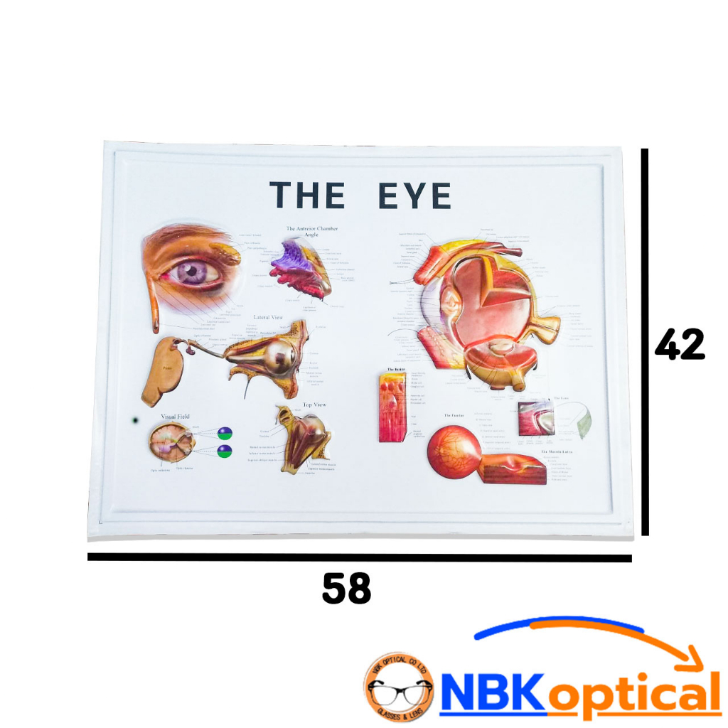 แผ่นภาพ โครงสร้างตา THE EYE