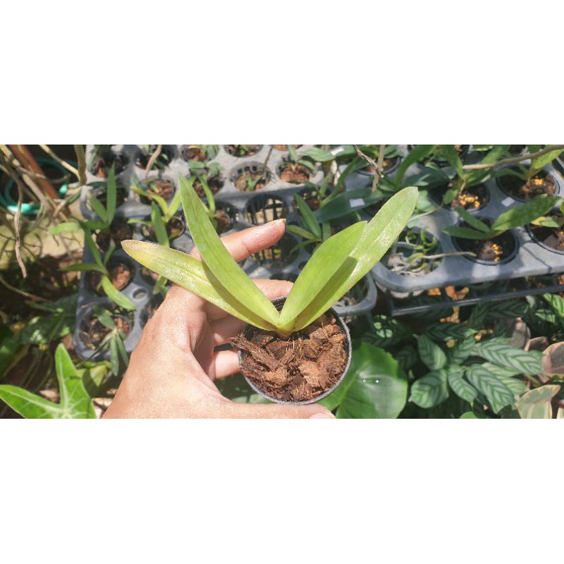 Paph.gigantifolium × Paph.Stonei