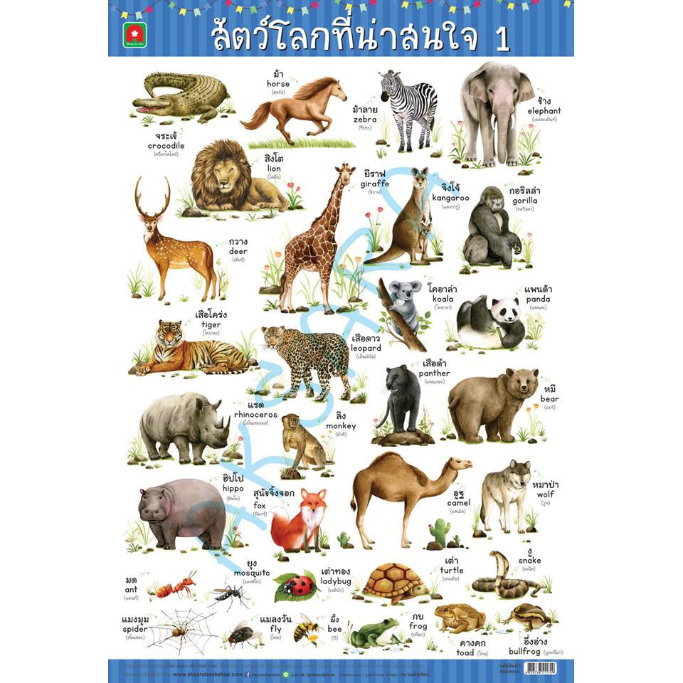 ชุดโปสเตอร์ผัก ผลไม้ สัตว์ 4 แผ่น (อาบเงา)