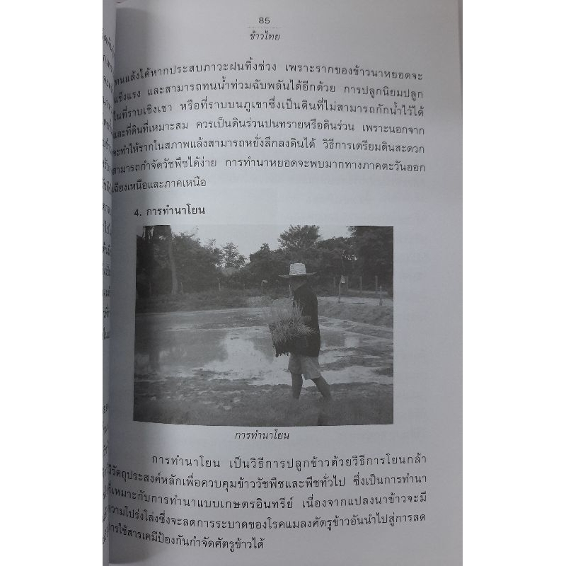 หนังสือการเกษตร ข้าวไทย