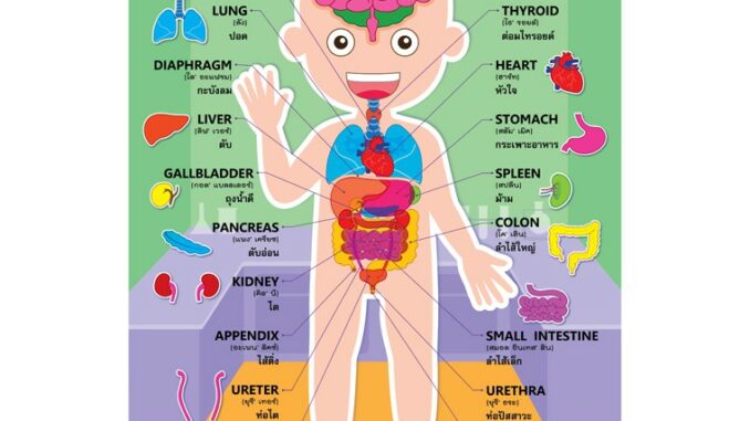 โปสเตอร์พลาสติก PP เรื่องอวัยวะภายในของฉัน #EP-481