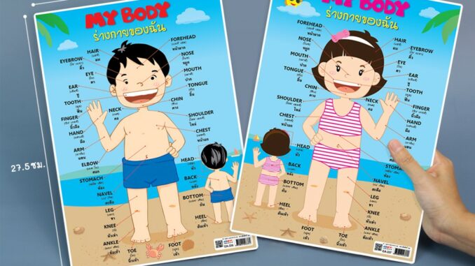 แบบฝึกท่องจำคำศัพท์ ร่างกายของฉัน My Body Girl / Boy พลาสติก PP ขนาด A4 #EA-336 #EA-337 (จำนวน 1 ชิ้น)