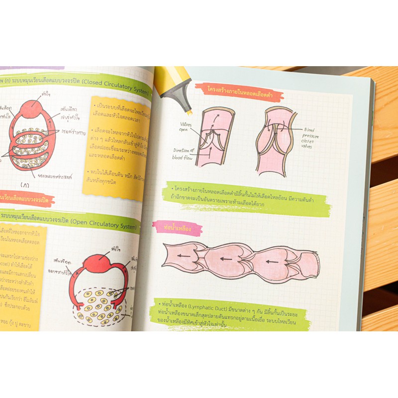 A -หนังสือ Drawing of Biology ภาพจำ ชีววิทยา พิชิตข้อสอบเต็ม 100%