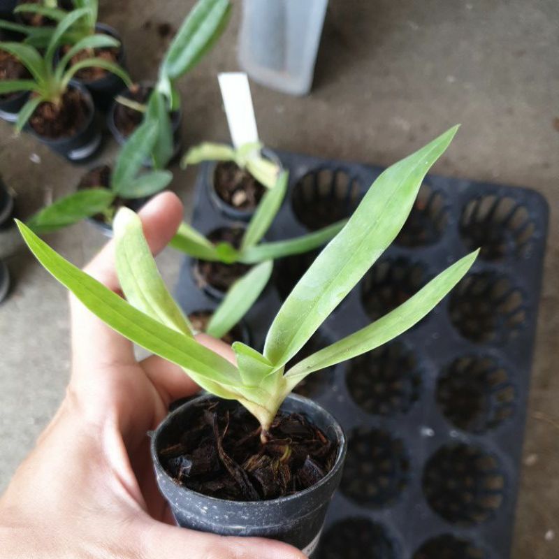 Paph.gigantifolium × Paph.Stonei