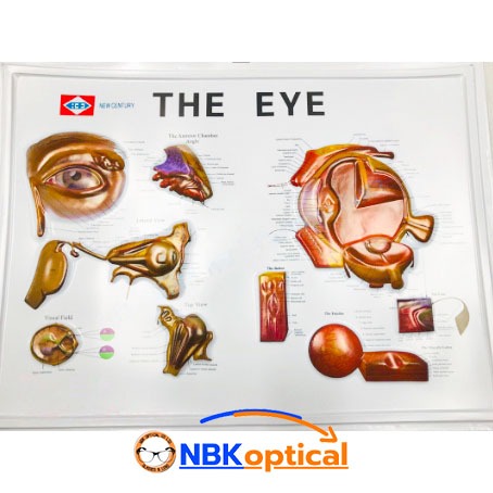 แผ่นภาพ โครงสร้างตา THE EYE