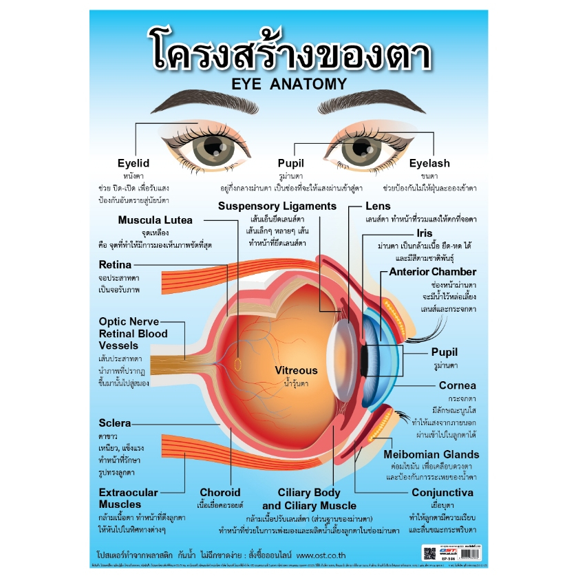 โปสเตอร์ความรู้ โครงสร้างของตา พลาสติก EP-586